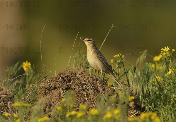 Adult tawny pipit