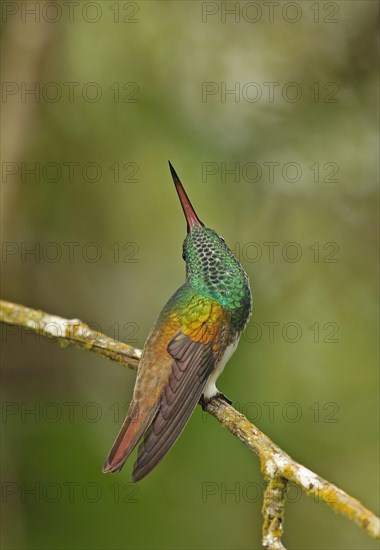 Snowy-bellied Hummingbird