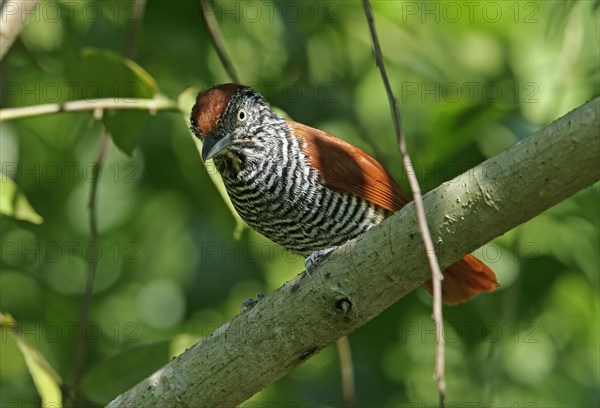 Chestnut-backed Antshrike