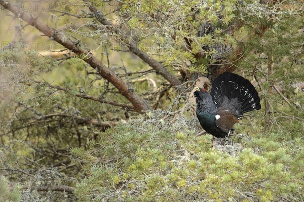 Western Capercaillie