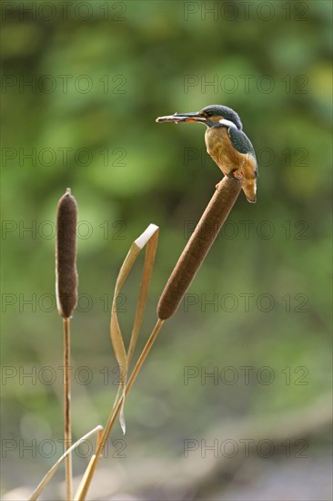 Common Kingfisher