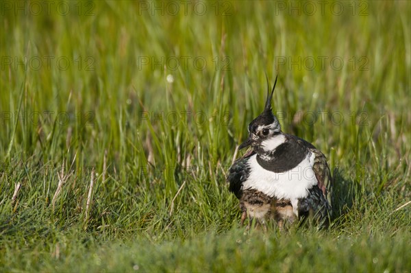 Northern Lapwing