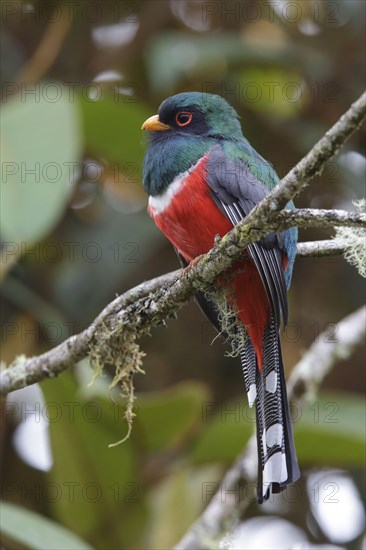 Collared Trogon