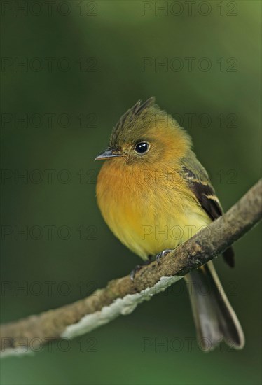 Northern Tufted Flycatcher