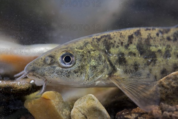 Common Barbel