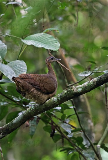 Great Tinamou