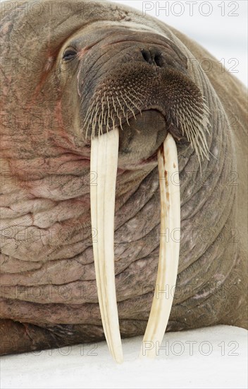 Atlantic walrus