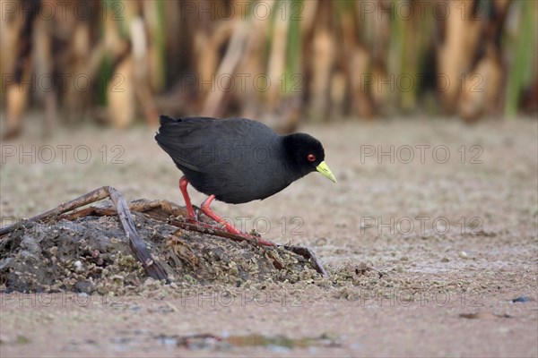 Black Crake