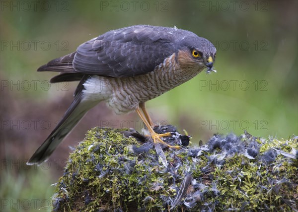 Eurasian Sparrowhawk