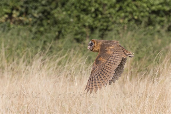 Hispaniola Barn Owl