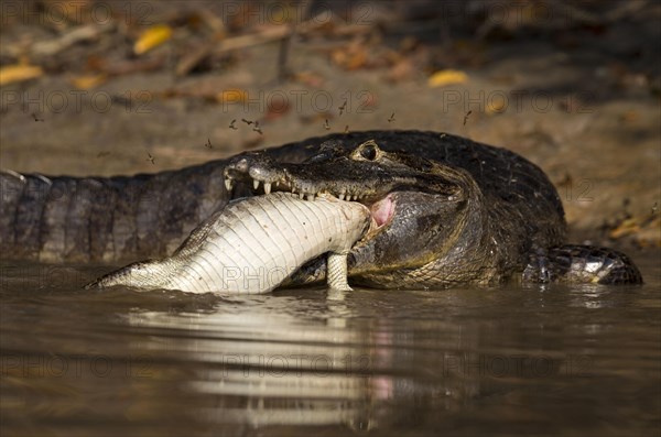 Spectacled Caiman