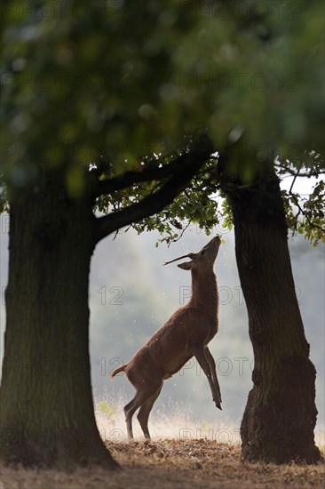 Red Deer