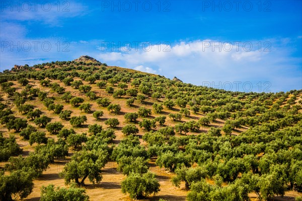 Huge olive tree plantations