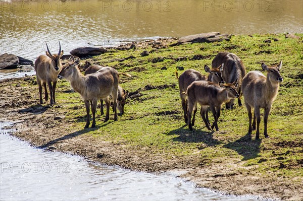 Waterbucks