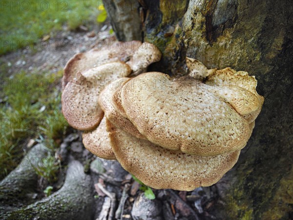 Tree sponge