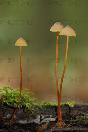 Three saffrondrop bonnets