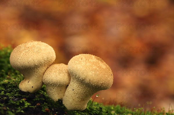 Three common puffballs