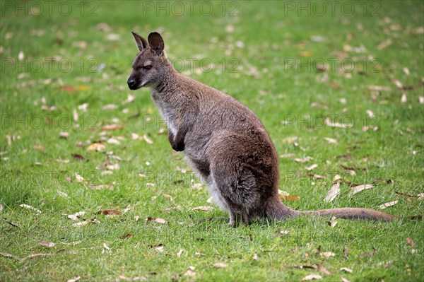 Red-necked wallaby