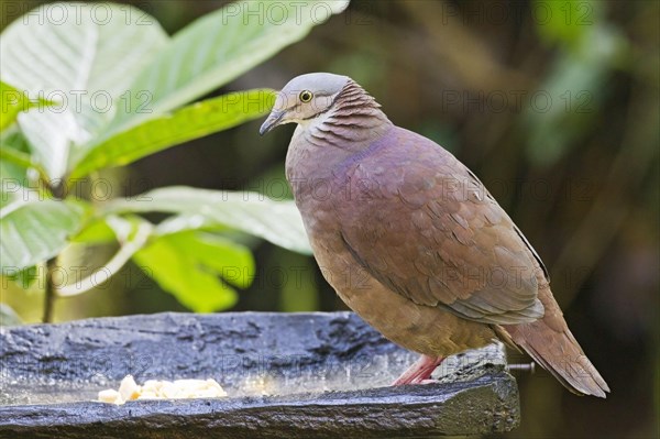 Peru Quail-dove