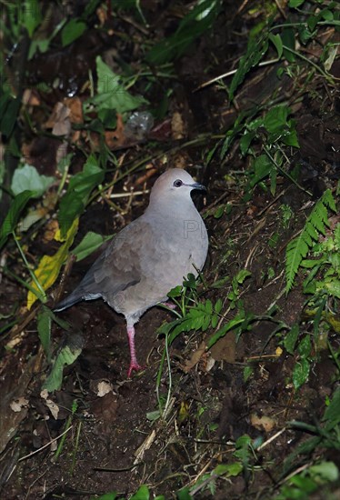 Grey-breasted Pigeon