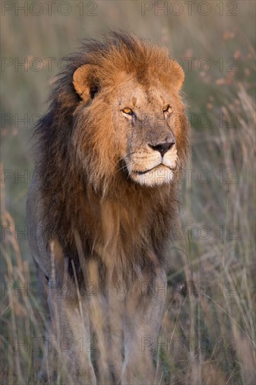 Massai lion