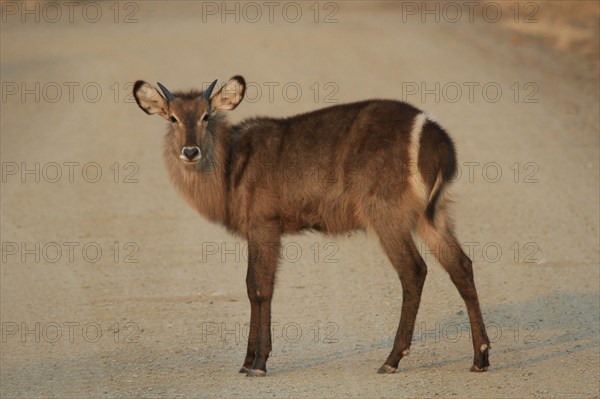 Waterbuck