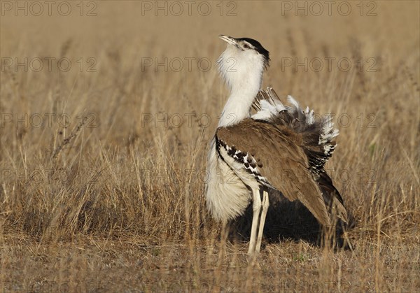 Bustard