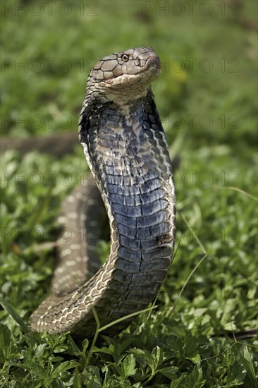 King cobra