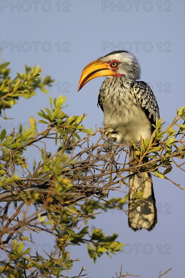 Southern yellow-billed hornbill