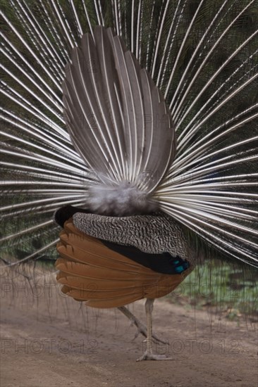 Indian peacock