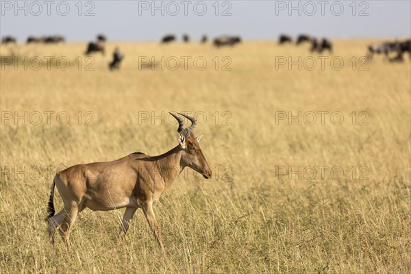 Coke's hartebeest