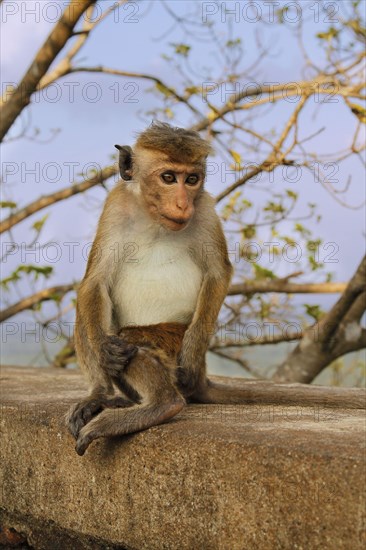 Toque Macaque