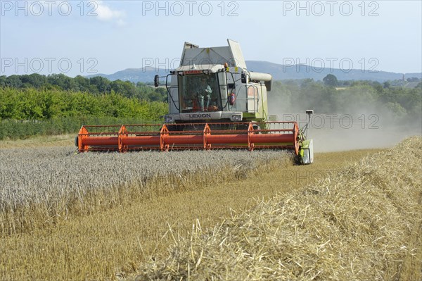 Wheat