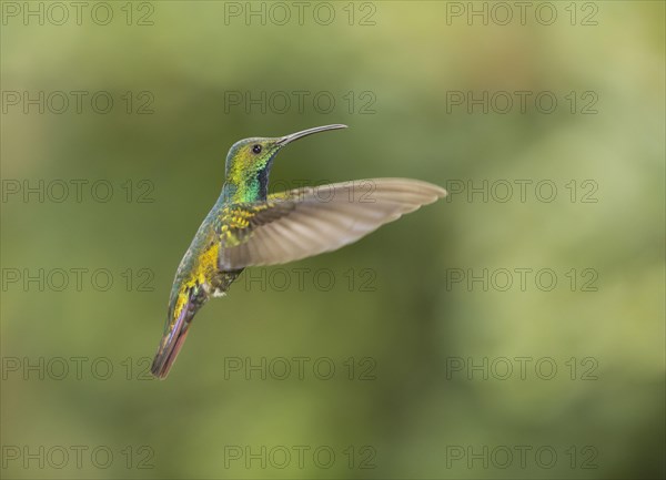 Green-breasted mango