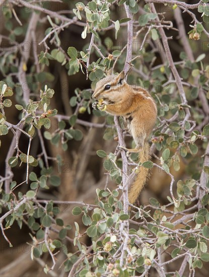 Least chipmunk