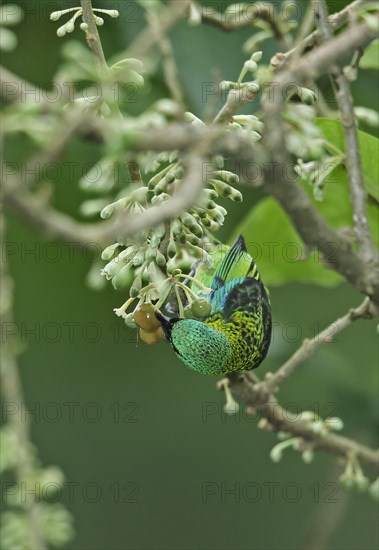 Green-headed tanager