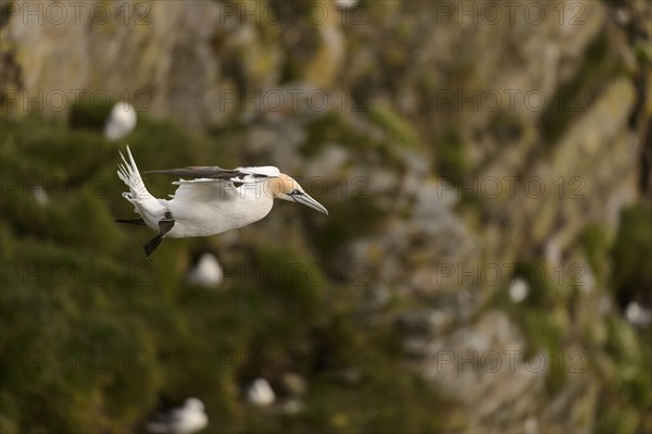 Northern Gannet