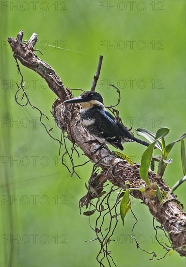 Green Kingfisher