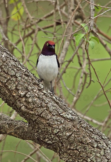 Purple-backed starling