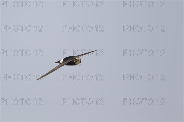 Lesser little swift