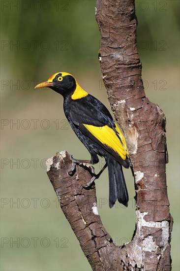 Regent Bowerbird