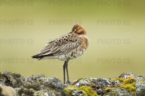 Black-tailed godwit