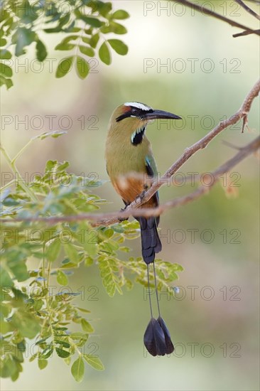 Turquoise-browed Mot