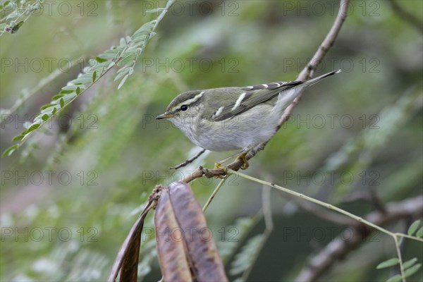 Yellow-browed Warbler