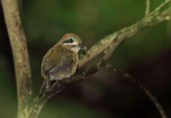 Tody Motmot