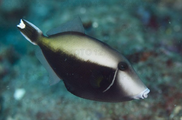 Flagtail triggerfish