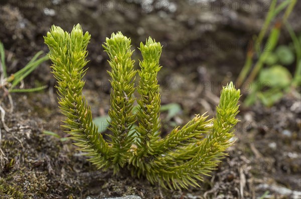 Lesser Clubmoss