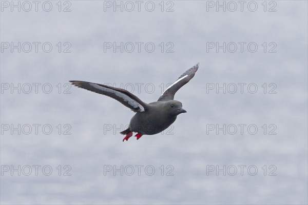 Black guillemot