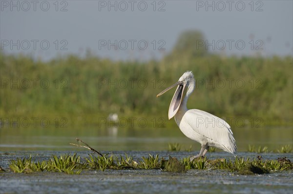 Dalmatian Pelican