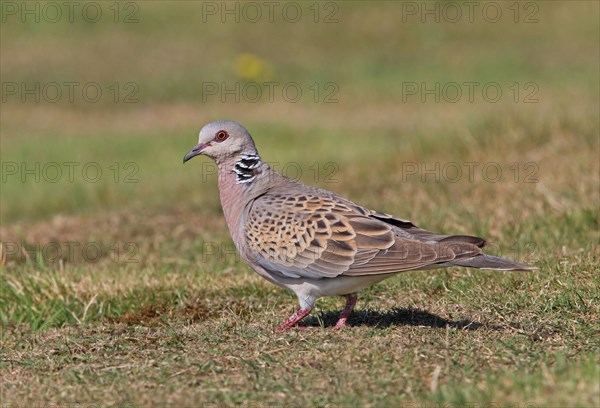 European Turtle Dove